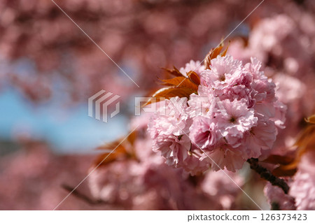 Close-up view of delicate cherry blossoms with soft natural lighting and blurred pink background 126373423