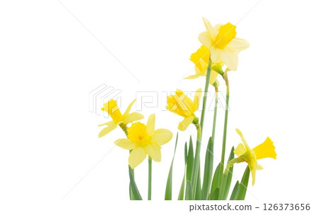 narcissus flowers in vase narcissus flowers in vase 126373656