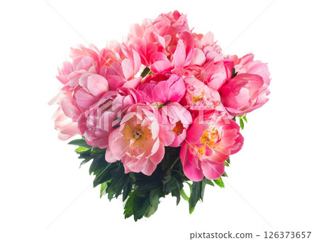 pink peonies 126373657