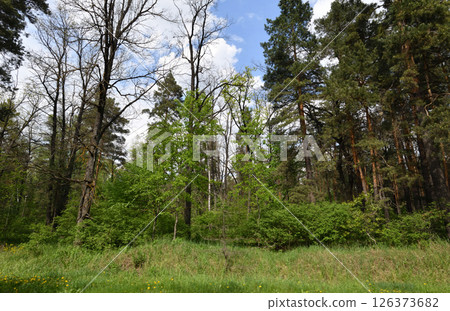Fragment of a pine and birch forest in summer Fragment of a pine and birch forest in summer 126373682