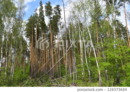 Fragment of a pine and birch forest in summer Fragment of a pine and birch forest in summer 126373684