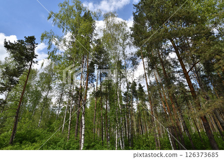 Fragment of a pine and birch forest in summer Fragment of a pine and birch forest in summer 126373685