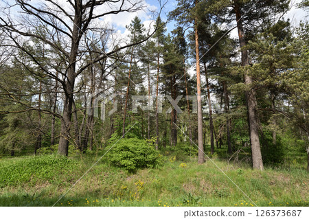 Fragment of a pine forest in summer 126373687