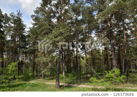 Fragment of a pine forest in summer 126373688