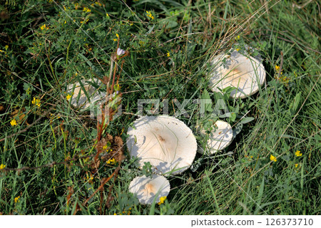 Edible white mushrooms growing in the meadow 126373710