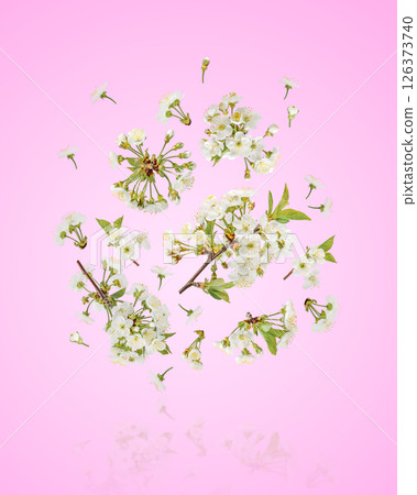 Beautiful cherry blossoms with white flowers flying in the air on a pink gradient background. Concept of spring, Easter, spring blooming flowers. Beautiful cherry blossoms with white flowers flying in the air on a pink gradient background. Concept of spring, Easter, spring blooming flowers. 126373740
