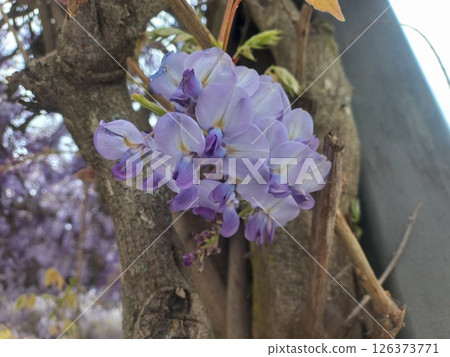 Lavender wisteria blossoms on tree trunk in spring garden setting 126373771