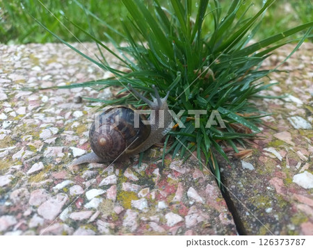 Snail crawling on wet pavement near grass in nature Snail crawling on wet pavement near grass in nature 126373787