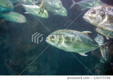 Bigeye trevally jack silver fish (Caranx sexfasciatus) swimming in sea Bigeye trevally jack silver fish (Caranx sexfasciatus) swimming in sea 126373798