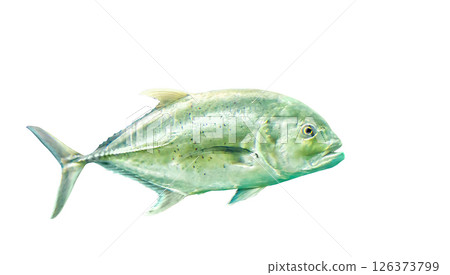 Bigeye trevally jack silver fish (Caranx sexfasciatus) isolated on white background, soft focus Bigeye trevally jack silver fish (Caranx sexfasciatus) isolated on white background, soft focus 126373799