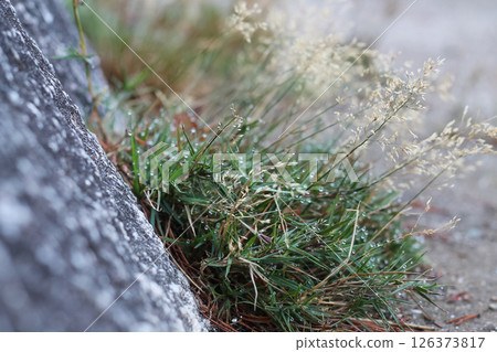 Clump Of Short Grasses Where A Cliff Meets The Ground 126373817