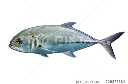 Bigeye trevally jack silver fish (Caranx sexfasciatus) isolated on white background, side view Bigeye trevally jack silver fish (Caranx sexfasciatus) isolated on white background, side view 126373884