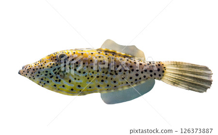 Scribbled leatherjacket filefish (Aluterus scriptus) isolated on white background, side view 126373887