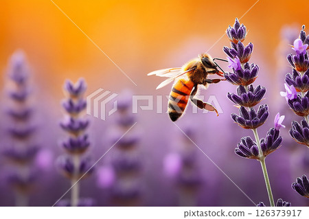 Bee collecting nectar from lavender flowers during sunset in a serene garden. 126373917