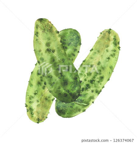 Little prickly cucumbers. Watercolor illustration hand drawn Botanical green vegetable harvest. Nature plant isolated from background clipart for canned food label, eco market, cosmetic, kitchen decor Little prickly cucumbers. Watercolor illustration hand drawn Botanical green vegetable harvest. Nature plant isolated from background clipart for canned food label, eco market, cosmetic, kitchen decor 126374067