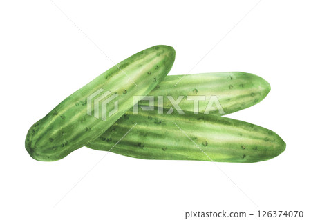 Cucumbers pile. Watercolor vegetable harvest arrangement. Vegan food illustration hand drawn. Botanical green long smooth three cucumbers. Clipart for vegetarian food label Isolated from background 126374070