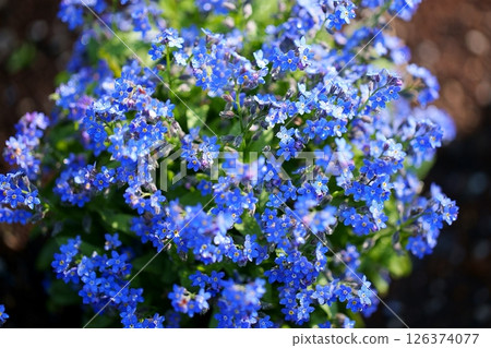 勿忘我花 126374077