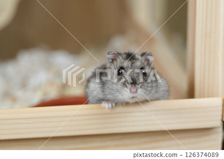 Cute Djungarian hamster sits in Wooden Cage looks at camera. Pet Care concept, Love for animals. Cute Djungarian hamster sits in Wooden Cage looks at camera. Pet Care concept, Love for animals. 126374089