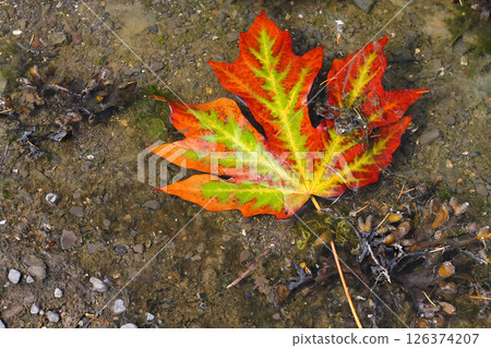 Brightly Colored Bigleaf Maple Leaf Drifting In The Shallows And Seaweed 126374207