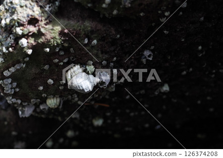 Frilled Dogwinkle Under A Barnacled Rock At Low Tide 126374208