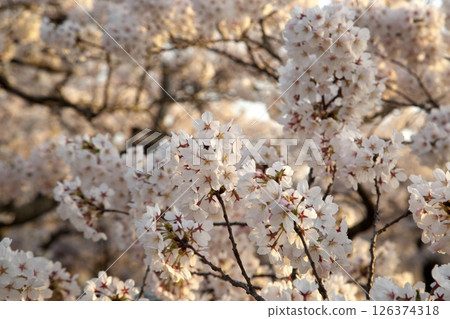 櫻花盛開‗240413‗322 櫻花盛開‗240413‗322 126374318