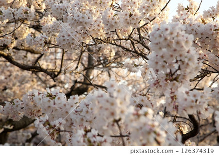 櫻花盛開‗240413‗321 櫻花盛開‗240413‗321 126374319