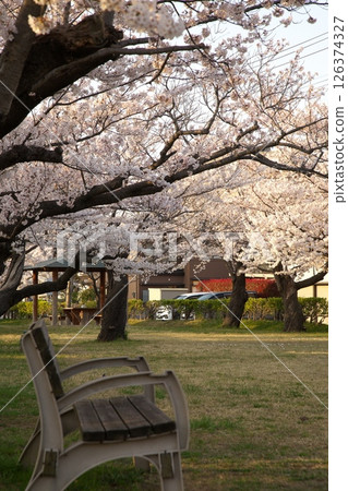 Cherry blossoms blooming ‗240413‗314 Cherry blossoms blooming ‗240413‗314 126374327