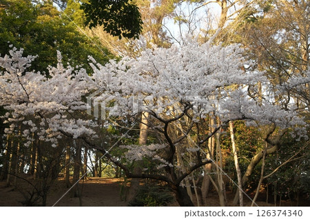 Cherry blossoms blooming ‗240413‗301 126374340