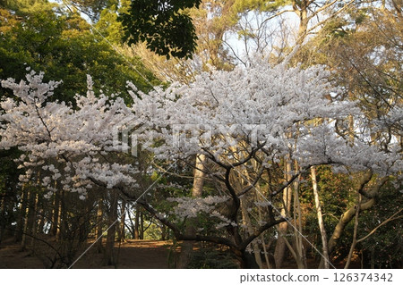 櫻花盛開‗240413‗299 櫻花盛開‗240413‗299 126374342