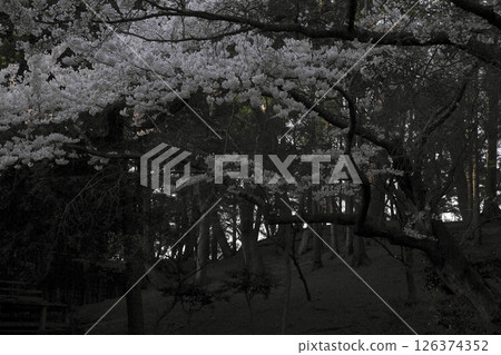 櫻花盛開‗240413‗289 126374352