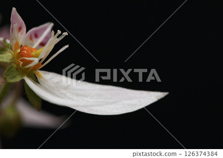 Saxifrage flower on black background Saxifrage flower on black background 126374384
