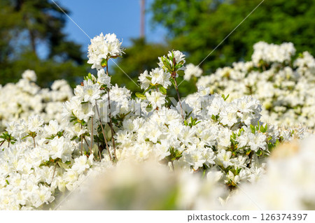 Azalea that shines in the blue sky Azalea that shines in the blue sky 126374397