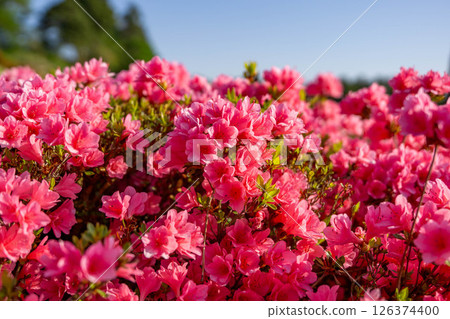 Azalea that shines in the blue sky 126374400