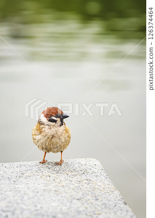 Fluffy sparrow stands on stone ledge near calm water with soft bokeh background, copy space. Concept of sparrow stillness, peaceful wildlife, and urban nature harmony 126374464