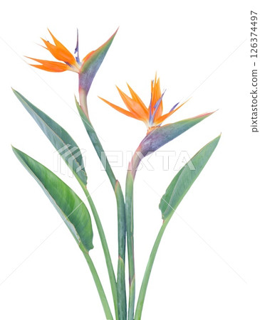 Stunning and Beautiful Strelitzia Flowers Displayed on a Clean White Background for a Striking Contrast 126374497