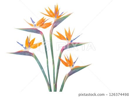 Stunning and Beautiful Strelitzia Flowers Displayed on a Clean White Background for a Striking Contrast Stunning and Beautiful Strelitzia Flowers Displayed on a Clean White Background for a Striking Contrast 126374498