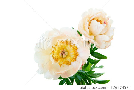 pink peonies 126374521