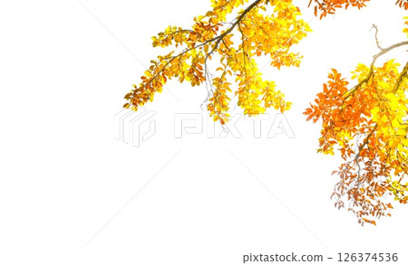 fall yellow leaves 126374536