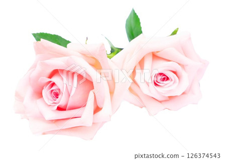 Pink blooming roses Pink blooming roses 126374543