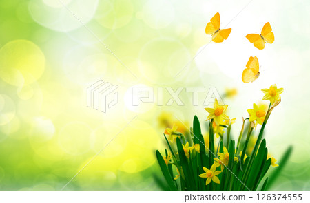 Yellow daffodil flowers Yellow daffodil flowers 126374555