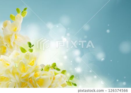 Freeseia fresh flowers 126374566
