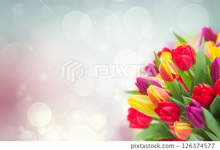 bouquet of yellow, purple and red tulips 126374577