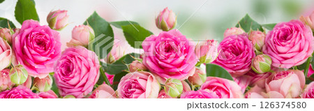 border of fresh pink roses close up 126374580