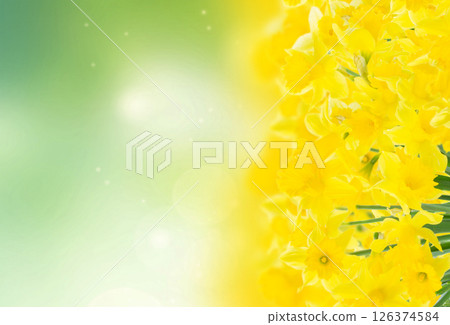 spring narcissus garden 126374584