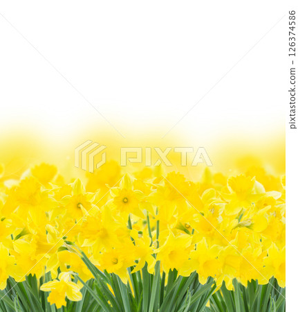 spring narcissus on white spring narcissus on white 126374586