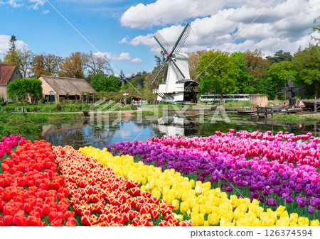 one dutch windmill over tulips 126374594