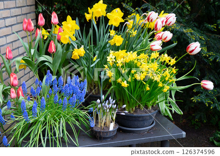 A Vibrant and Colorful Spring Flower Display Showcasing Beautiful Tulips, Daffodils, and Grape Hyacinths A Vibrant and Colorful Spring Flower Display Showcasing Beautiful Tulips, Daffodils, and Grape Hyacinths 126374596