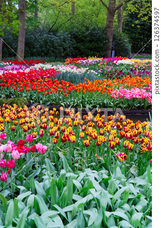 Rows of tulip flowers 126374597