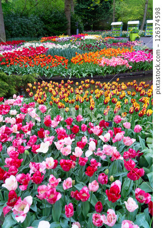 Rows of tulip flowers 126374598