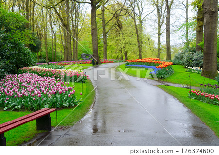 Rows of tulip flowers Rows of tulip flowers 126374600